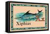 Xiphias-null-Framed Stretched Canvas