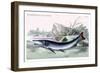 Xiphostoma Ocellatum-Robert Hermann Schomburgk-Framed Art Print