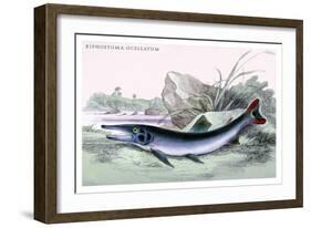 Xiphostoma Ocellatum-Robert Hermann Schomburgk-Framed Art Print