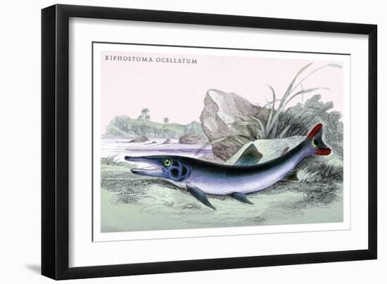 Xiphostoma Ocellatum-Robert Hermann Schomburgk-Framed Art Print