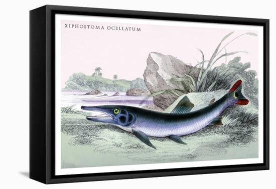 Xiphostoma Ocellatum-Robert Hermann Schomburgk-Framed Stretched Canvas