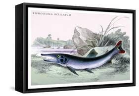 Xiphostoma Ocellatum-Robert Hermann Schomburgk-Framed Stretched Canvas