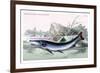 Xiphostoma Ocellatum-Robert Hermann Schomburgk-Framed Art Print