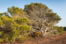 Windswept Old Tree-xlucie-langx-Framed Photographic Print