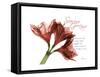 Xmas Amaryllis-Albert Koetsier-Framed Stretched Canvas