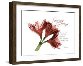 Xmas Amaryllis-Albert Koetsier-Framed Art Print