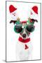 Xmas Dog-Javier Brosch-Mounted Premium Photographic Print