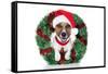 Xmas Dog-Javier Brosch-Framed Stretched Canvas