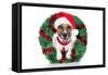 Xmas Dog-Javier Brosch-Framed Stretched Canvas