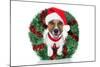 Xmas Dog-Javier Brosch-Mounted Photographic Print