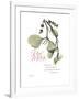 Xmas Mistletoe-Albert Koetsier-Framed Premium Giclee Print