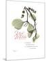 Xmas Mistletoe-Albert Koetsier-Mounted Premium Giclee Print