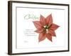 Xmas Poinsettia-Albert Koetsier-Framed Art Print