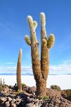 Cactus-xolct-Framed Photographic Print