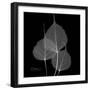 Xray Bo Tree-Albert Koetsier-Framed Premium Giclee Print