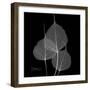 Xray Bo Tree-Albert Koetsier-Framed Premium Giclee Print