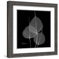 Xray Bo Tree-Albert Koetsier-Framed Art Print