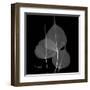 Xray Bo Tree-Albert Koetsier-Framed Art Print