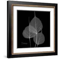 Xray Bo Tree-Albert Koetsier-Framed Art Print