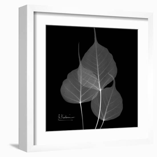 Xray Bo Tree-Albert Koetsier-Framed Art Print