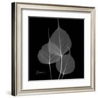 Xray Bo Tree-Albert Koetsier-Framed Art Print