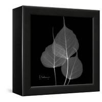 Xray Bo Tree-Albert Koetsier-Framed Stretched Canvas