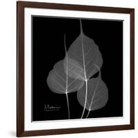 Xray Bo Tree-Albert Koetsier-Framed Art Print