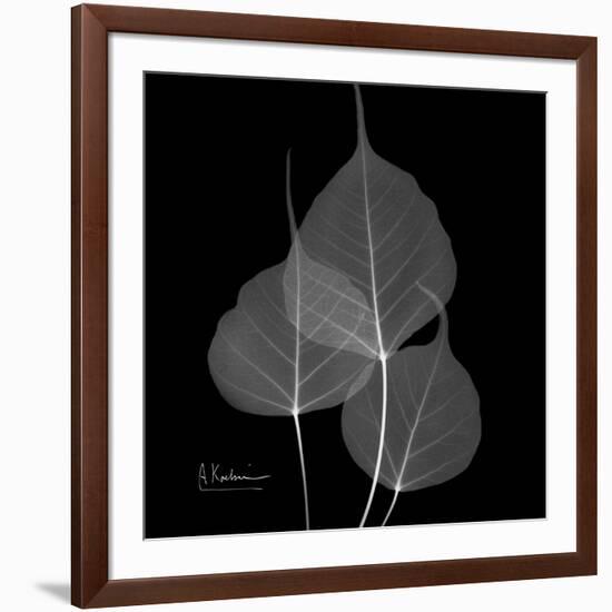 Xray Bo Tree-Albert Koetsier-Framed Art Print