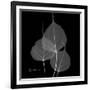 Xray Bo Tree-Albert Koetsier-Framed Art Print