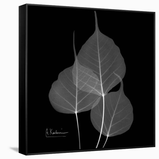 Xray Bo Tree-Albert Koetsier-Framed Stretched Canvas