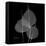 Xray Bo Tree-Albert Koetsier-Framed Stretched Canvas