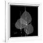 Xray Bo Tree-Albert Koetsier-Framed Art Print