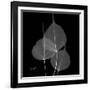 Xray Bo Tree-Albert Koetsier-Framed Art Print