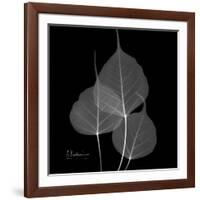 Xray Bo Tree-Albert Koetsier-Framed Art Print