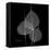 Xray Bo Tree-Albert Koetsier-Framed Stretched Canvas