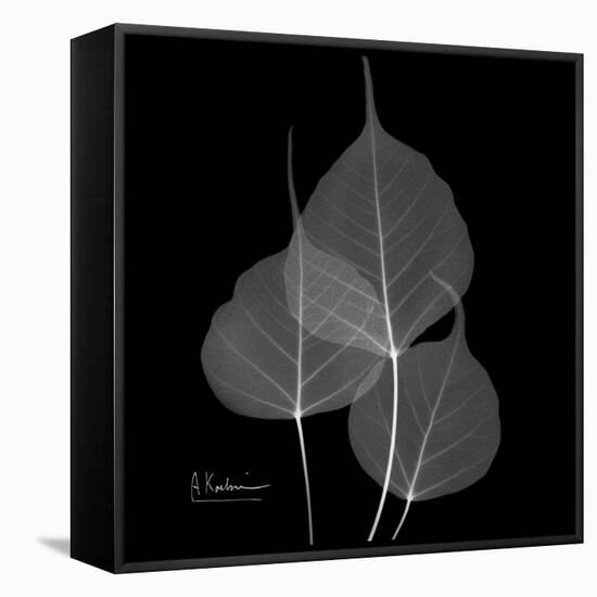 Xray Bo Tree-Albert Koetsier-Framed Stretched Canvas