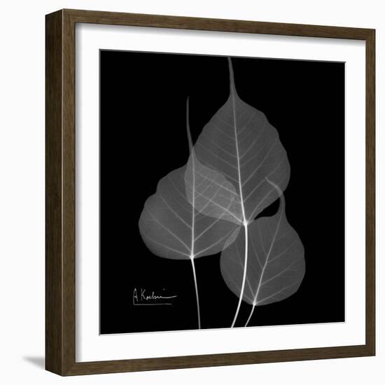 Xray Bo Tree-Albert Koetsier-Framed Art Print