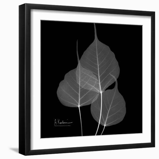 Xray Bo Tree-Albert Koetsier-Framed Art Print