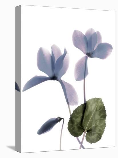 Xray Cyclamen-Judy Stalus-Stretched Canvas