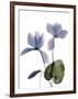 Xray Cyclamen-Judy Stalus-Framed Photographic Print