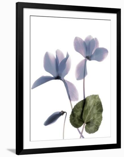 Xray Cyclamen-Judy Stalus-Framed Photographic Print