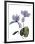 Xray Cyclamen-Judy Stalus-Framed Photographic Print