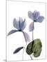 Xray Cyclamen-Judy Stalus-Mounted Photographic Print