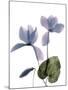 Xray Cyclamen-Judy Stalus-Mounted Photographic Print