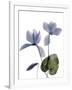 Xray Cyclamen-Judy Stalus-Framed Photographic Print