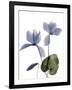 Xray Cyclamen-Judy Stalus-Framed Photographic Print