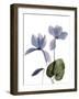 Xray Cyclamen-Judy Stalus-Framed Photographic Print