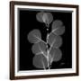 Xray Eucalyptus-Albert Koetsier-Framed Art Print