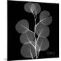 Xray Eucalyptus-Albert Koetsier-Mounted Art Print