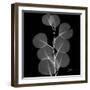 Xray Eucalyptus-Albert Koetsier-Framed Art Print